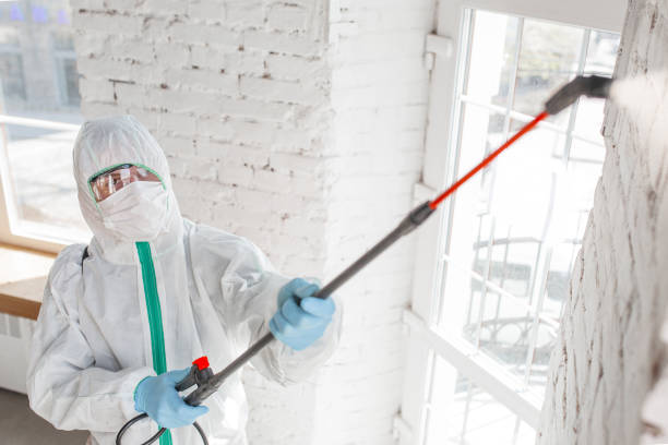 Reliable Hillsdale, NJ Mold Removal Solutions